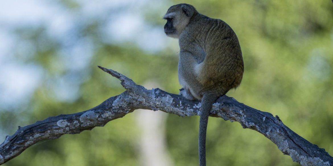 Monkeys are on the loose in St. Louis, and AI-generated jokes are just slowing down animal control’s primate chase