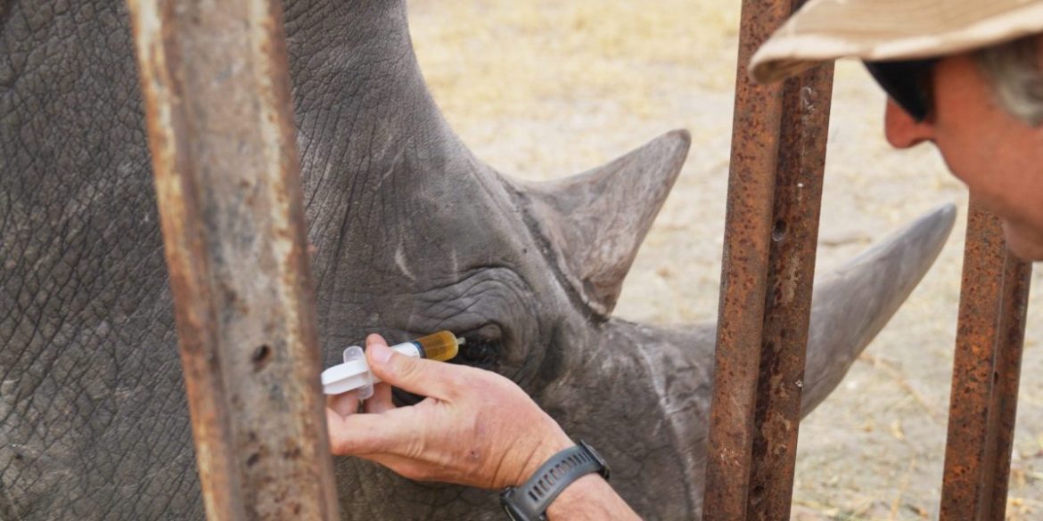 Florida animal behaviorists’ “ridiculous idea” to administer eye drops save a Zimbabwean rhino with bleeding eyes
