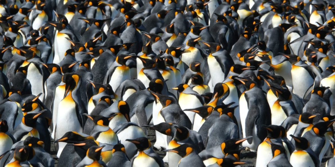 King penguins are a rare species seemingly benefiting from climate change. Here’s why