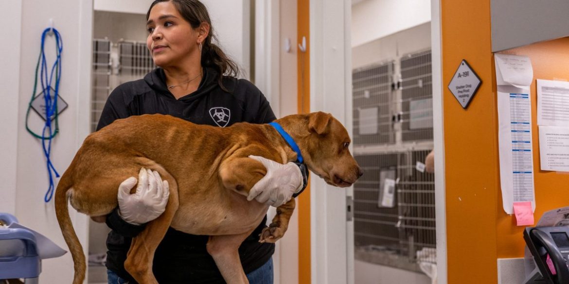 Pricier vet care: Fewer visits but still many $11,000 surgeries