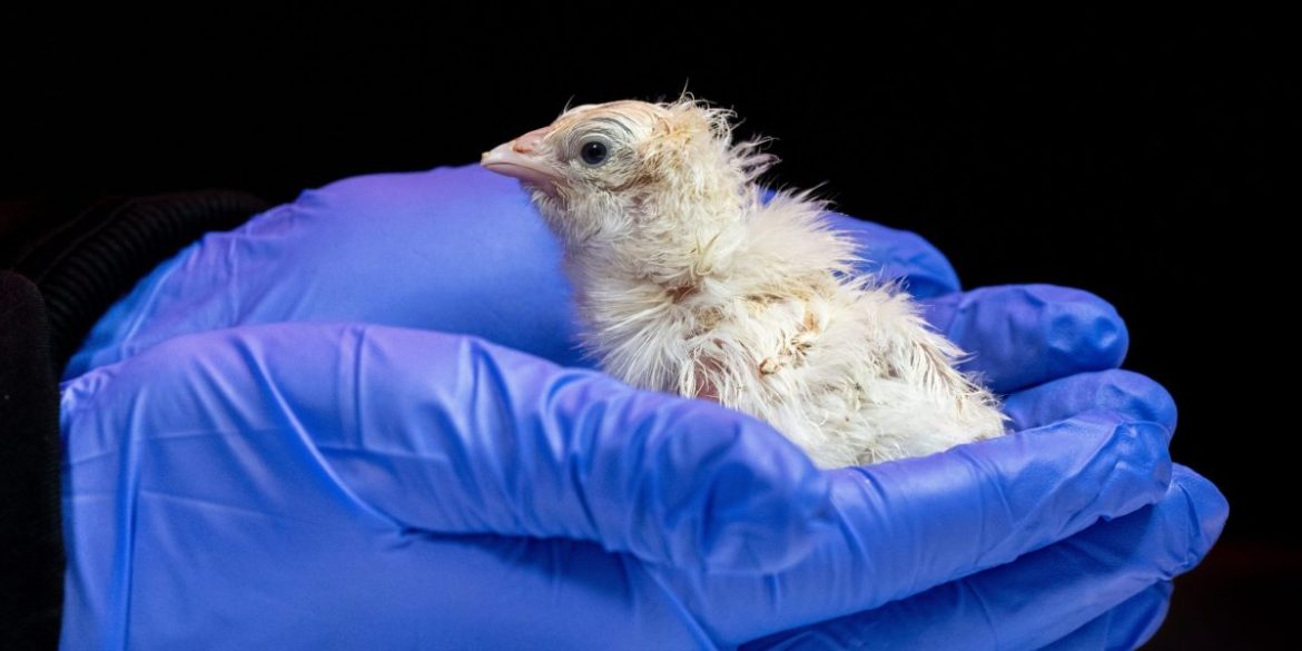 Jurassic Park isn’t just a movie anymore as de-extinction startup hatches live chicks