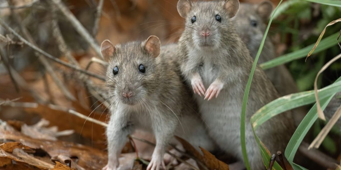 You’re probably safe from the Hantavirus outbreak, but here’s what you absolutely must not do, experts say