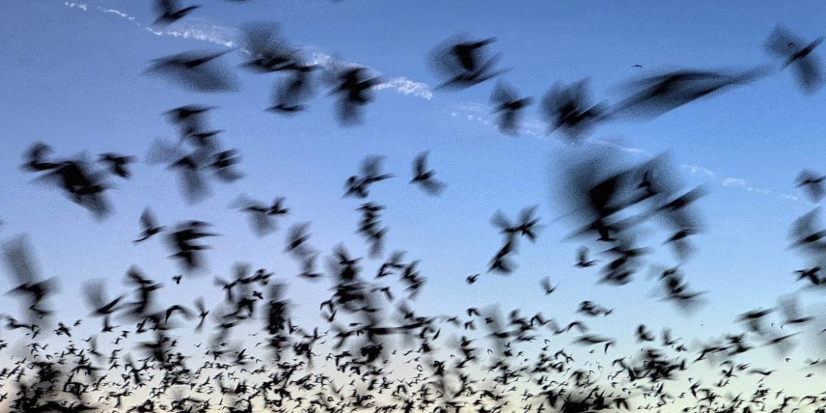 Bat deaths over the last two decades have cost American taxpayers in lost crops, higher taxes, and pricier bonds