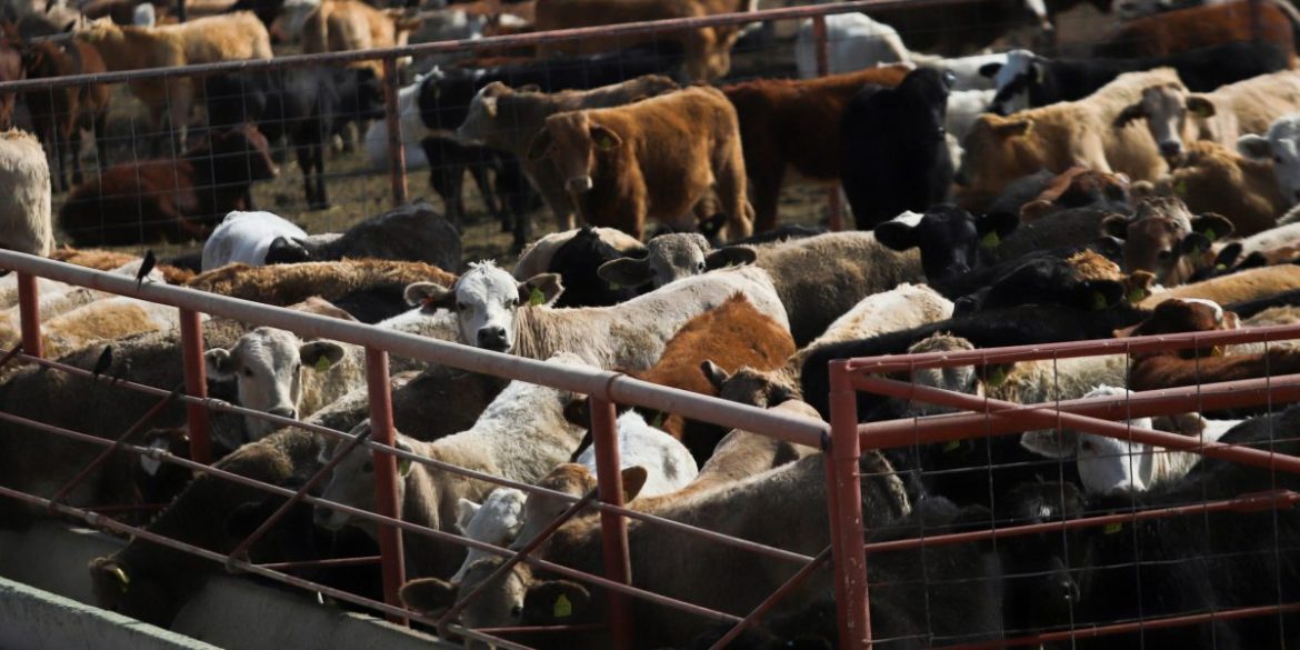 U.S.’s screwworm fix is still a year away, risking more spread