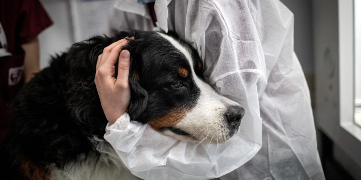 Vets issue urgent warning to pet owners as flesh-eating screwworm spreads through Texas and New Mexico